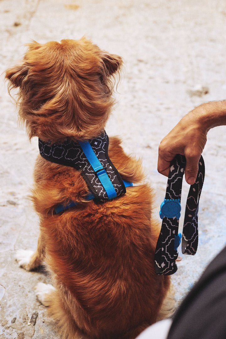 Zee.Dog - Mahleb Gezdirme Tasması