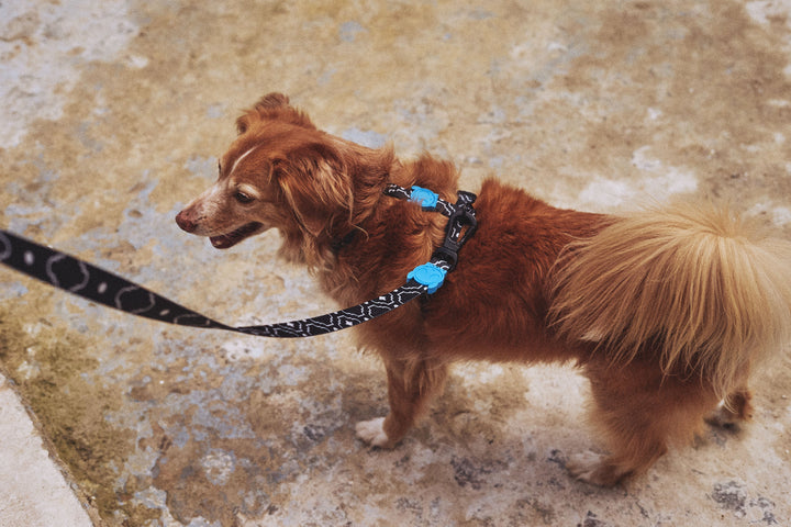 Zee.Dog - Mahleb Gezdirme Tasması