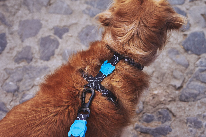 Zee.Dog - Mahleb Göğüs Tasması