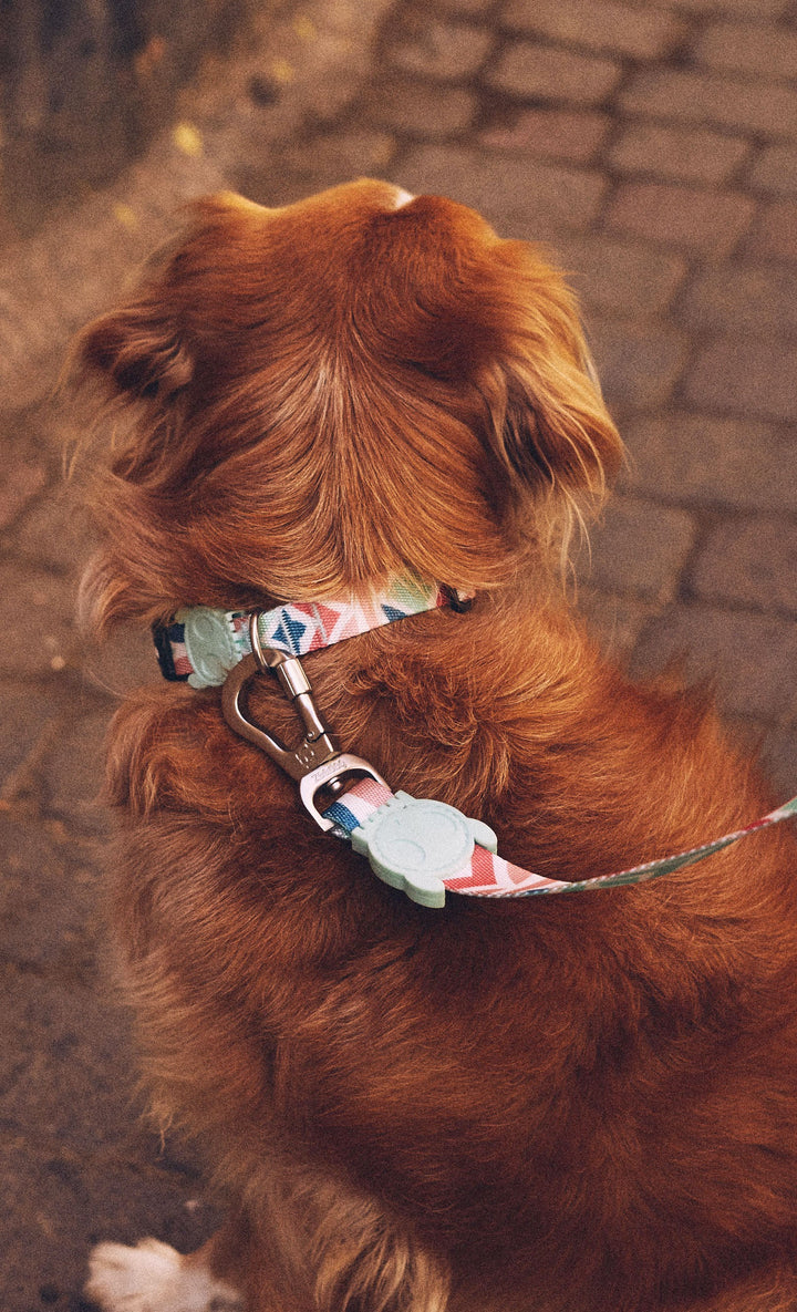 Zee.Dog - Marcuch Boyun Tasması