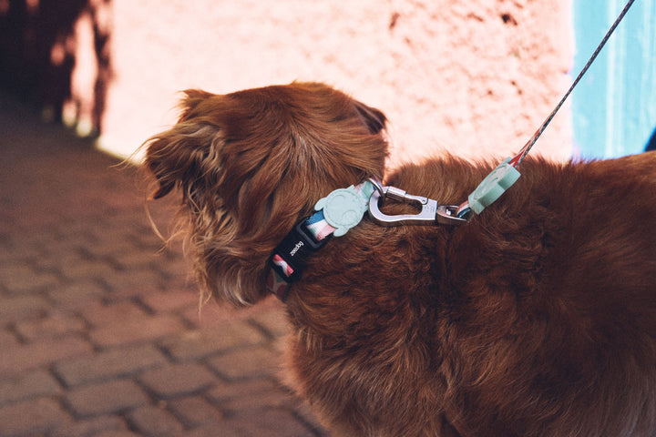 Zee.Dog - Marcuch Boyun Tasması