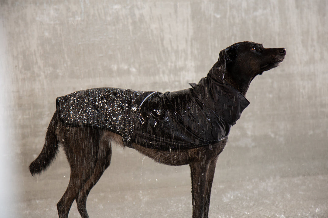 Zee.Dog - Ozzy Yağmurluk