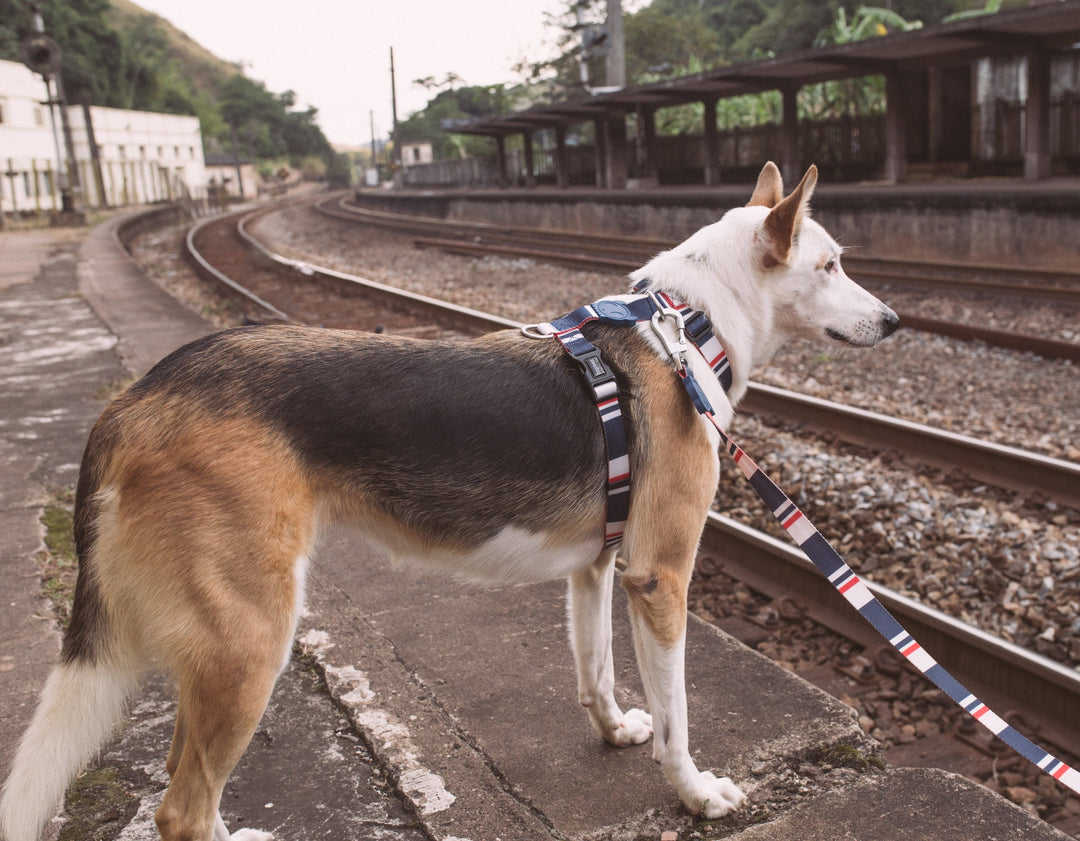 Zee.Dog - Rocket Göğüs Tasması