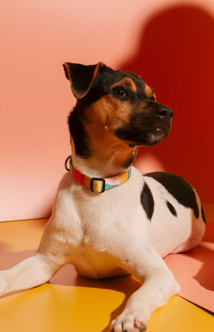 Zee.Dog - Salina Boyun Tasması
