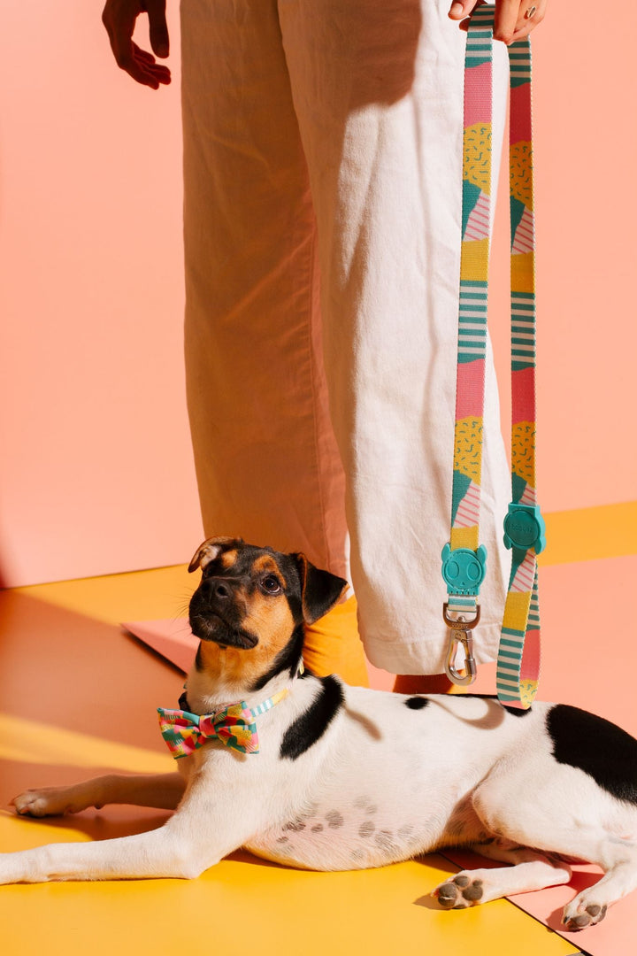 Zee.Dog - Salina Gezdirme Tasması