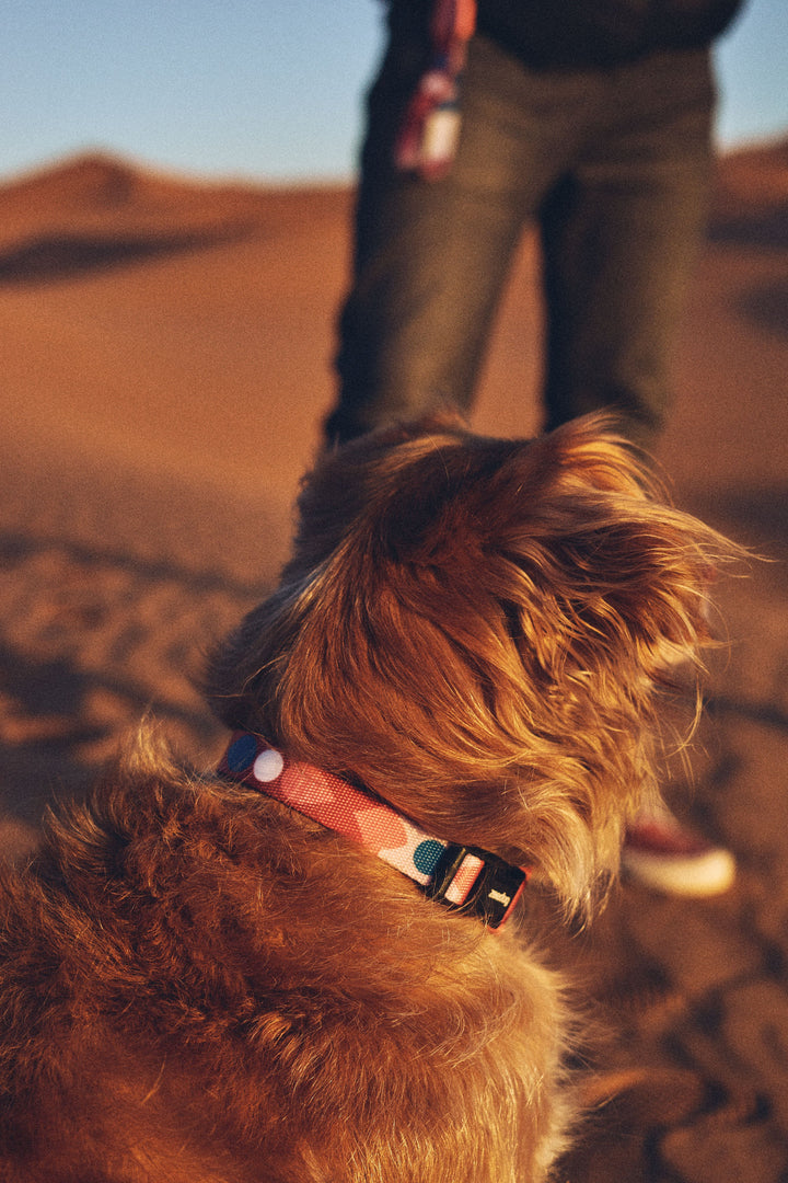 Zee.Dog - Same Boyun Tasması