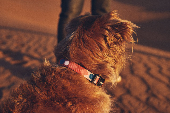 Zee.Dog - Same Boyun Tasması