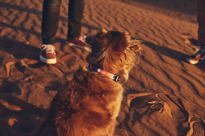 Zee.Dog - Same Boyun Tasması