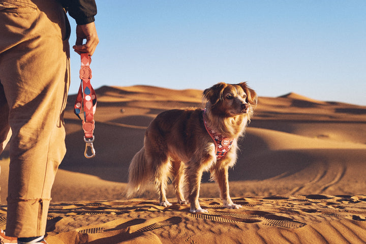 Zee.Dog - Same Gezdirme Tasması