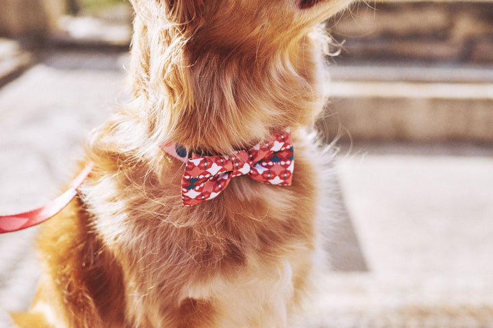 Zee.Dog - Same Papyon