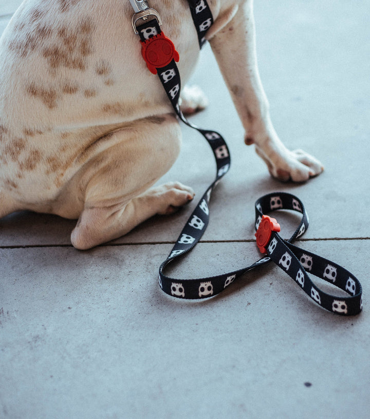Zee.Dog - Skull Gezdirme Tasması