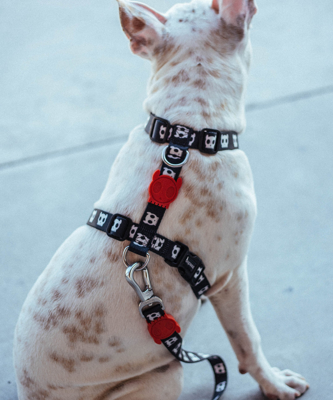 Zee.Dog - Skull Göğüs Tasması