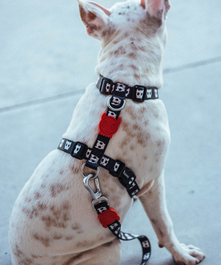 Zee.Dog - Skull Göğüs Tasması