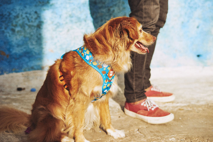 Zee.Dog - Yansun Air Mesh Göğüs Tasması