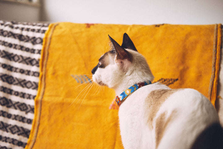 Zee.Dog - Yansun Kedi Tasması