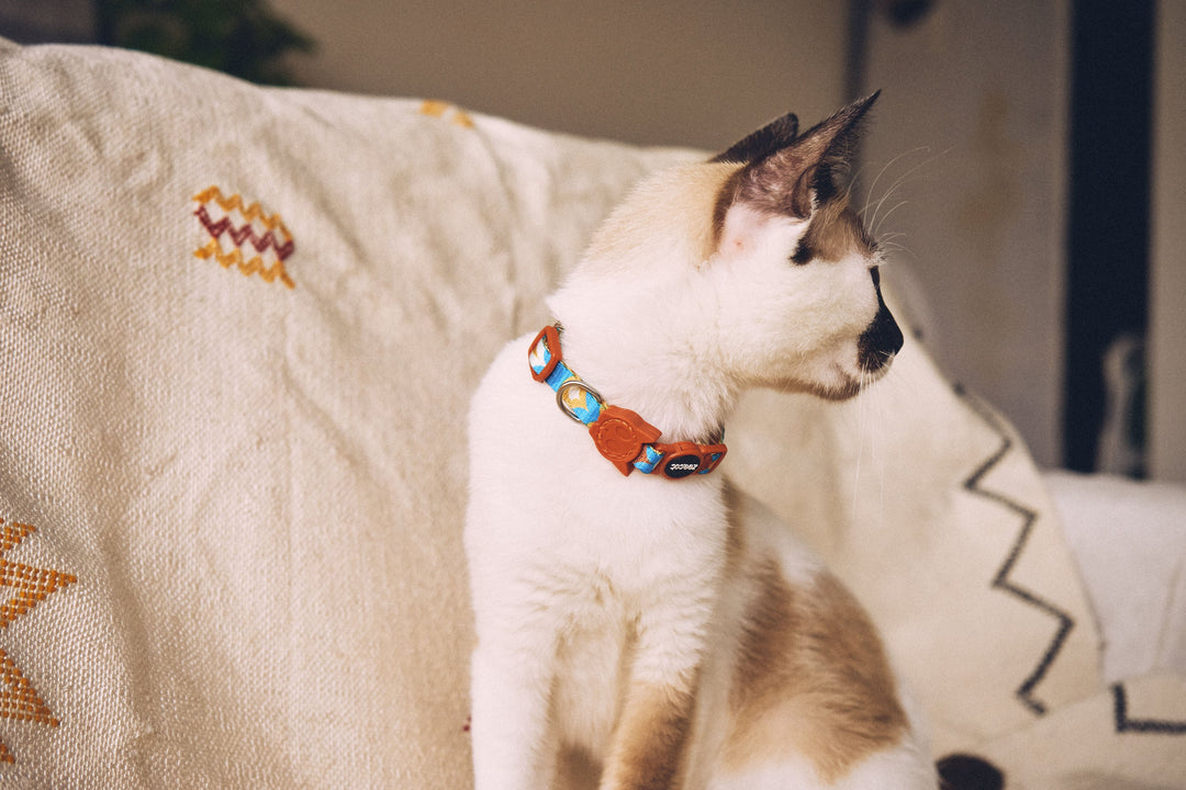 Zee.Dog - Yansun Kedi Tasması