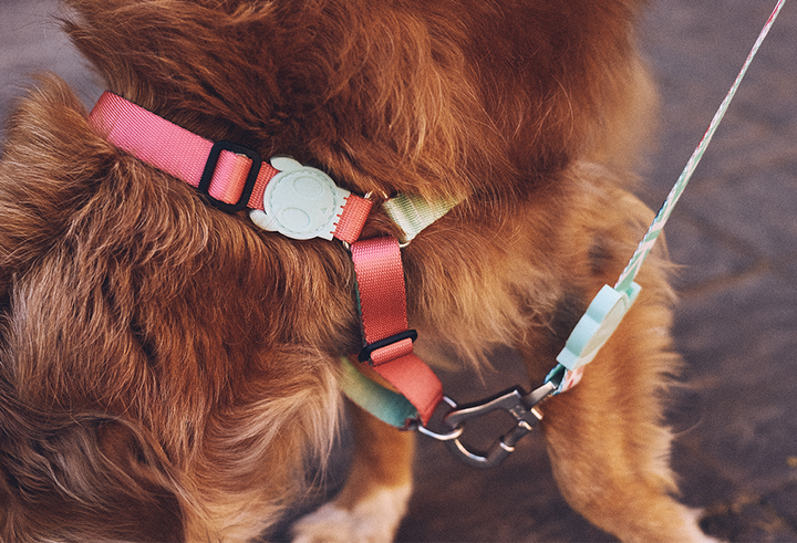 Zee.Dog - Zahara Soft Walk Göğüs Tasması
