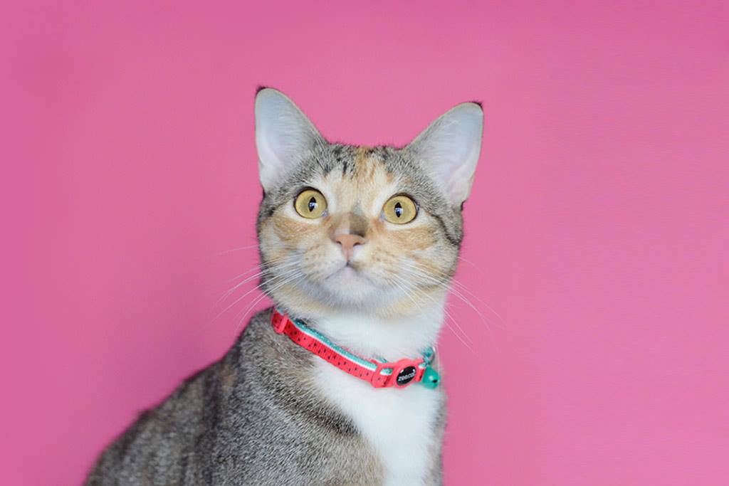Zee.Cat - Lola Kedi Tasması