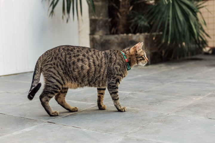 Bali | Kedi Tasması