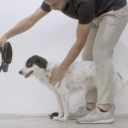 Urban FlyHarness | Zee.Dog 