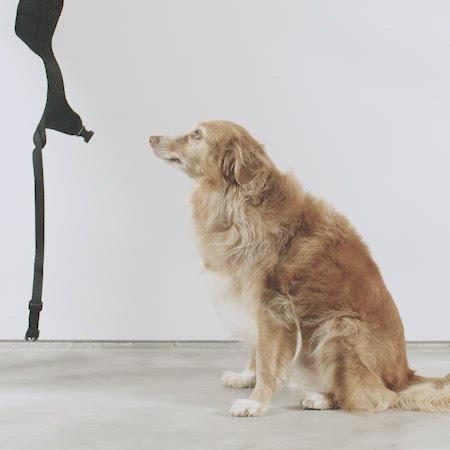 Zee.Dog - Prisma Air Mesh Göğüs Tasması
