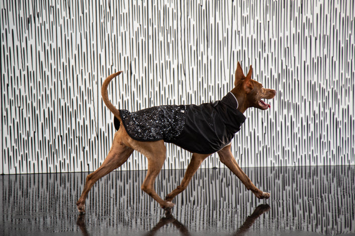 Zee.Dog - Ozzy Yağmurluk